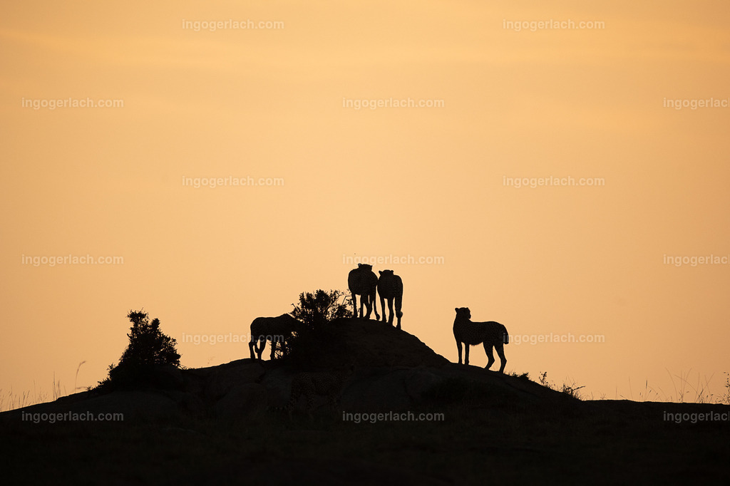 Die Gepardenkoalition beim Sonnenuntergang | Die fünf Gepardenbrüder oder auch Gepardenkoalition genannt fotogen auf einem Hügel bei Sonnenuntergang
