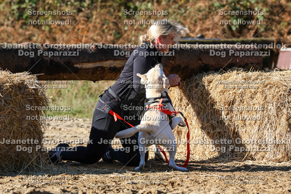 Dog Paparazzi - Strongdog 10-25-2326 | Dog Paparazzi Jeanette Grottendiek Fotografie & Videografie - Realisiert mit Pictrs.com