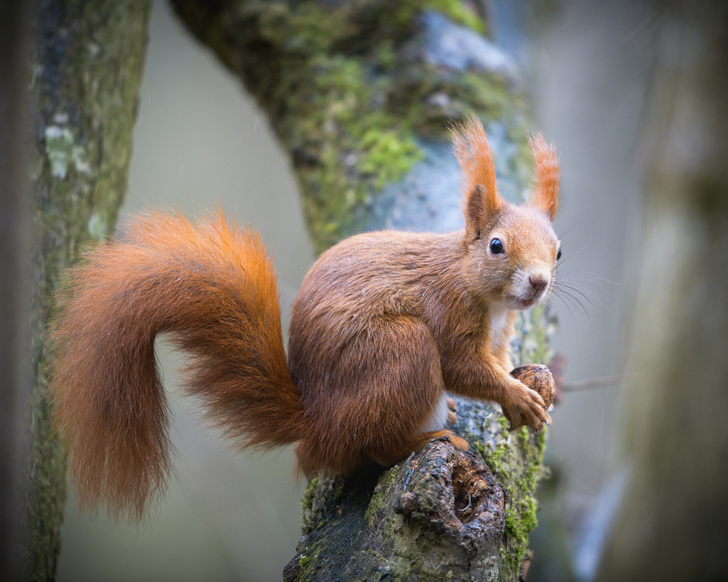 DSC_0201 | Ich bin Fotograf aus Neuburg an der Donau und spezialisiere mich auf Wildlife-Fotografie, Landschaftsaufnahmen und Portraits.Ob Hochzeit, Familienbilder oder Naturaufnahmen – ich fange echte Momente ein, die bleiben. 