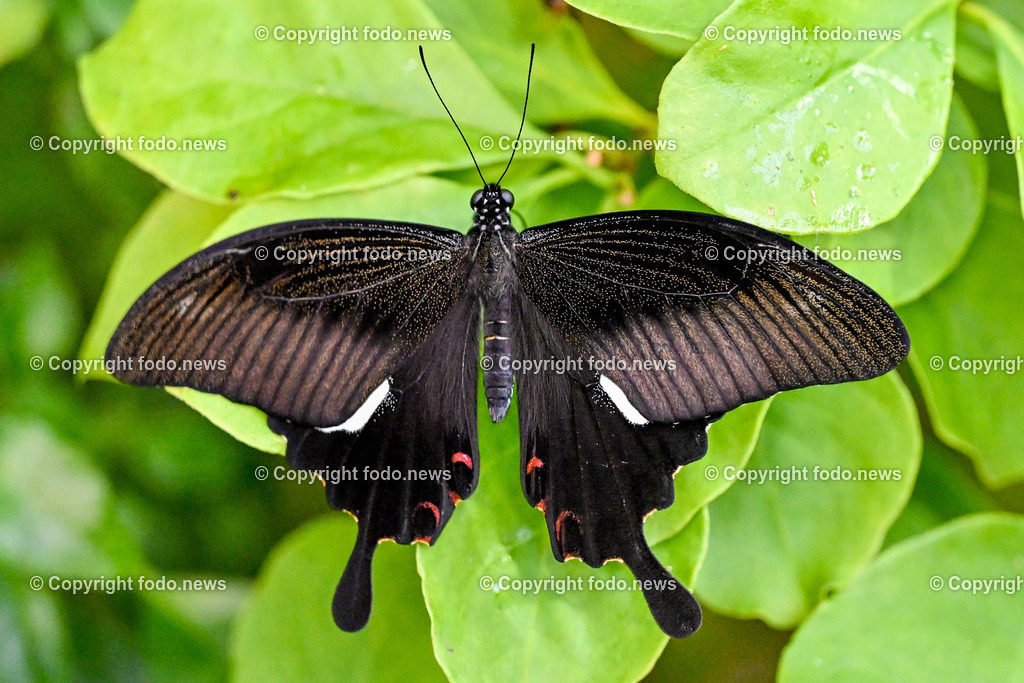 Botanischer Garten Linz_ Schmetterlinge_ Orchideen_ 21.01.2024-27 | 21.01.2024, Botanischer Garten Linz, AUT, Schmetterlinge, im Bild tropische Schmetterlinge, Schmetterling, Falter, Natur, Tiere, Blumen, Pflanzen, Insekten, Butterfly, Tropenhaus