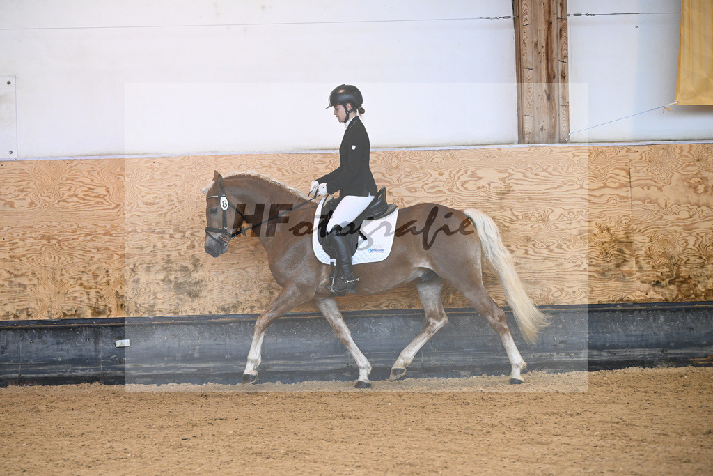Kat-Nr. 8 Eiswind_Sendig Gestuet Meura_44240263 | hf-fotografie - Realisiert mit Pictrs.com