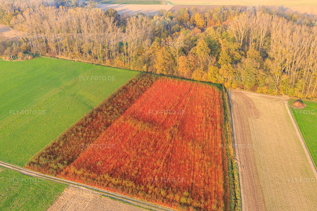 Luftbild: Bunte Felder im Herbst in Neupotz im Bundesland Rheinland-Pfalz in Deutschland. Foto: IMG_104460.jpg vom 03.11.2017 durch Werner Riehm/FLY-FOTO.de