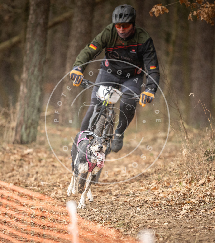 Pfotenfotografie_DV3A3454 | Hundefotografie, Tierfotograf, Pfotenfotografie, Fotoshooting Hund, Hunde Portrait, Hundesport, Hundeportraits, Heideshooting, Hunde, Sportfotograf, Hundefotograf, Turnierhundsport, THS,  - Realisiert mit Pictrs.com