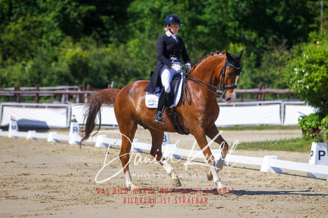 DKP42392 | Turniersportfotografie; Pferdefotografie; Dressurfotografie
