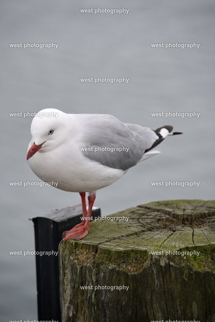 Chroicocephalus scopulinus - NLZ 2024 | west photography - Realisiert mit Pictrs.com