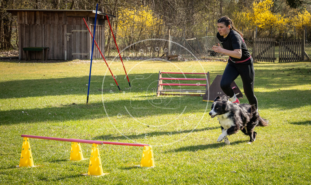 Pfotenfotografie_DV3A2616 | Hundefotografie, Tierfotograf, Pfotenfotografie, Fotoshooting Hund, Hunde Portrait, Hundesport, Hundeportraits, Heideshooting, Hunde, Sportfotograf, Hundefotograf, Turnierhundsport, THS,  - Realisiert mit Pictrs.com