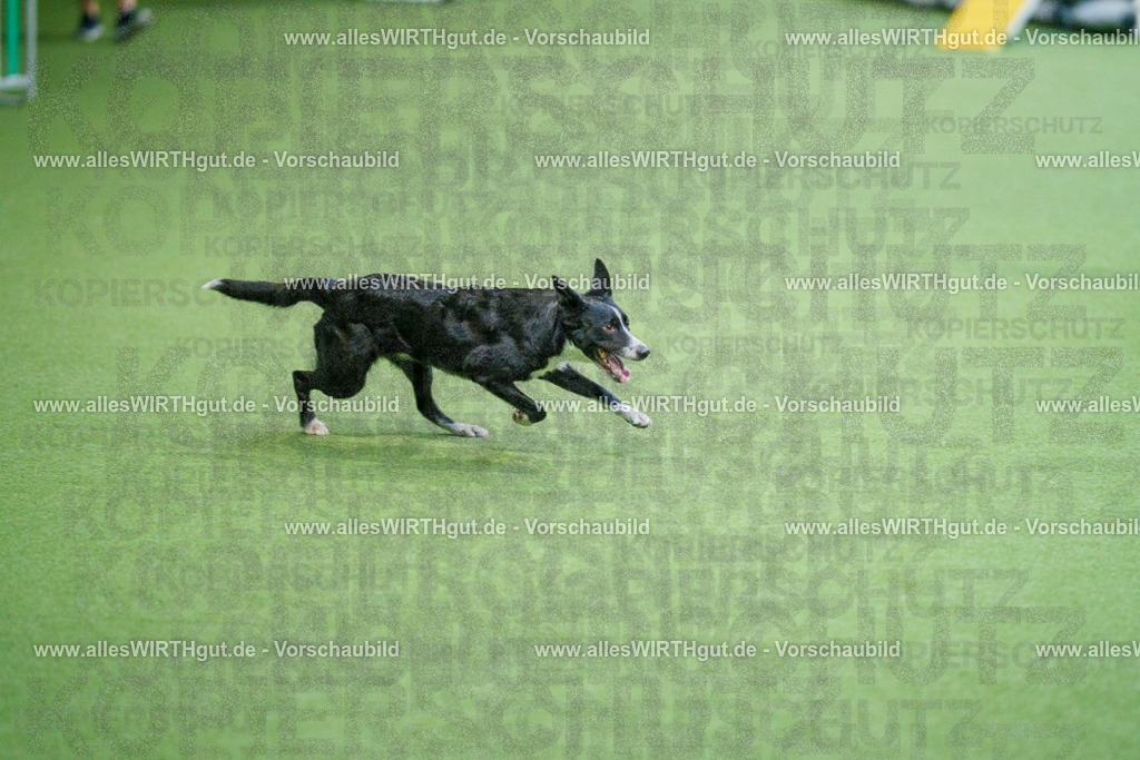 @allesWIRTHgut_Tierfotografie - www.allesWIRTHgut.de - 2604250813-7R505826 | Professionelle Tierfotografie in Mönchengladbach von Daniel Wirth (allesWIRTHgut). Liebevolle & natürliche Bilder von Hunden & Katzen für unvergessliche Erinnerungen.