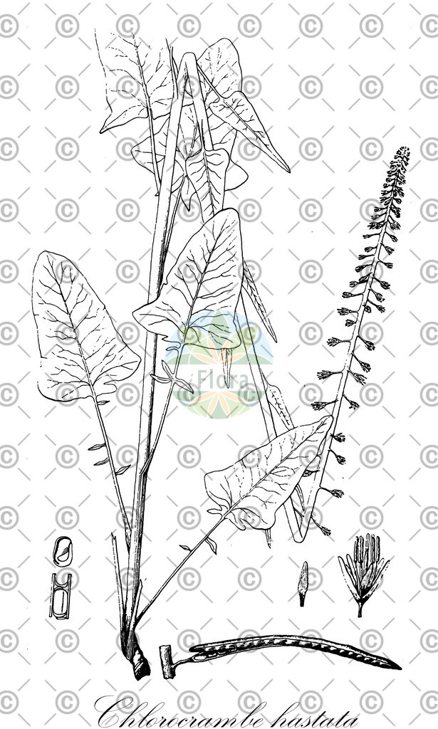 HistAbb_wfo-0000603144_1_ENZY_Simple | Historische Abbildung von Chlorocrambe hastata - Brassicaceae | Historical Illustration of Chlorocrambe hastata - Brassicaceae