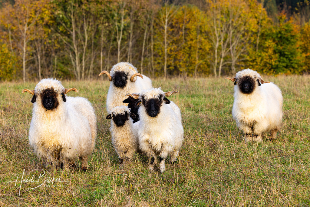Walliser Schwarznasenschafe | Walliser Schwarznasenschafe - Realisiert mit Pictrs.com