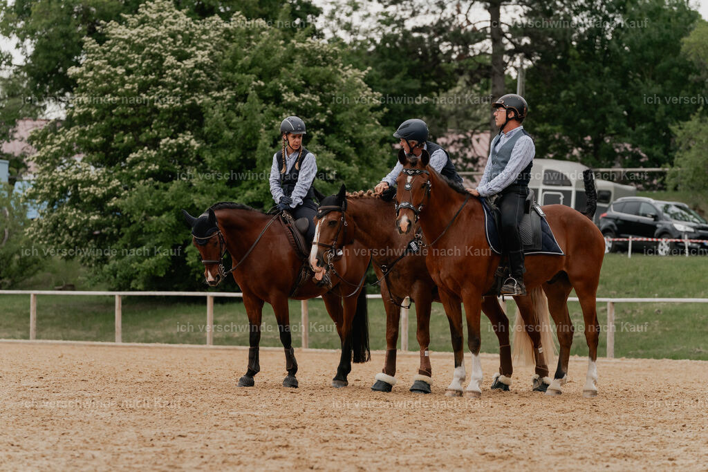 WE__Stoib_Rinder_PI2025_3024 | Pferd International München 2025