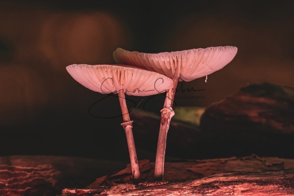 angeleuchtete Pilzschirmchen | Simone Sperber, svb-photography,Fotografin,Bilddesignerin,Naturfotografie,Macrofotografie,Tierfotografie,Wildtierfotografie,Ausstellungen,Auftragsfotografie,Kunst,Art,Photographer,Shootings,Bildberatbeitung,Galerie,Shop