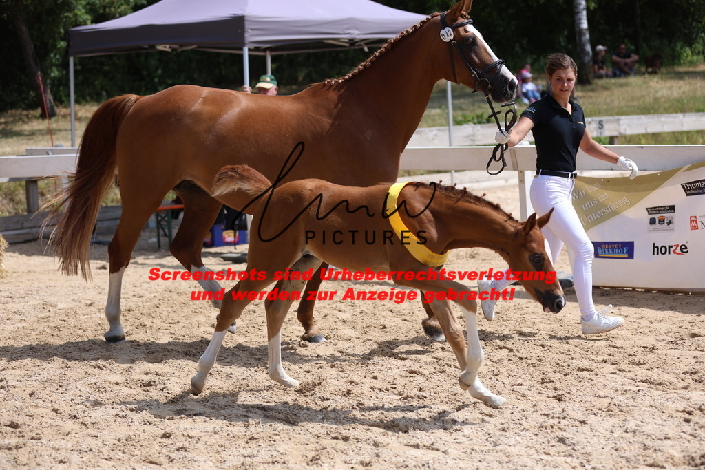 Fohlenschau_Schwäbisch_Hall_springbetonte_Fohlen_SIEGERFOHLEN_KN 22_15 | lmwpictures - Realisiert mit Pictrs.com