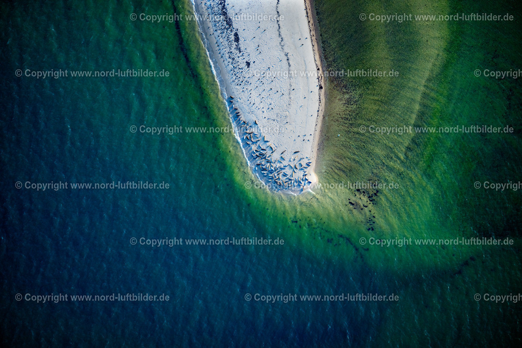 Sylt_List_Robben_Uthörn_Spitze_ELS_7240130825 | LIST 13.08.2025 Sandstrand- Landschaft des Uthörn mit einer Herde von Seehunden entlang des Küsten- Verlaufes der Nordsee in List auf der Insel Sylt im Bundesland Schleswig-Holstein, Deutschland. Weiterführende Informationen bei: Sylt Marketing GmbH. // Sandy beach landscape of the Uthoern with a herd of seals along the coast of the North Sea in List on the island of Sylt in the state Schleswig-Holstein, Germany. Further information at: Sylt Marketing GmbH. Foto: Martin Elsen