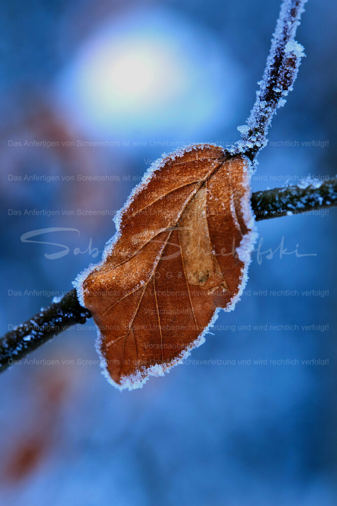 Wandbild Winterblatt | People- und Tierfotografie, Imageaufnahmen, Veranstaltungsfotografie und Wandbilder aus der Natur ★ Made in Germany ✔️ Druck + Downloads ✔️ Naturfotografie in Top Qualität ★ schneller Versand, weltweite Lieferung! - Realisiert mit Pictrs.com