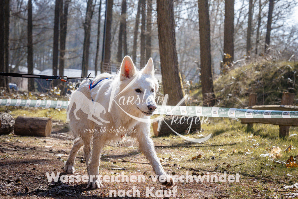 1335_ZZ95753 | kk-dogfotos