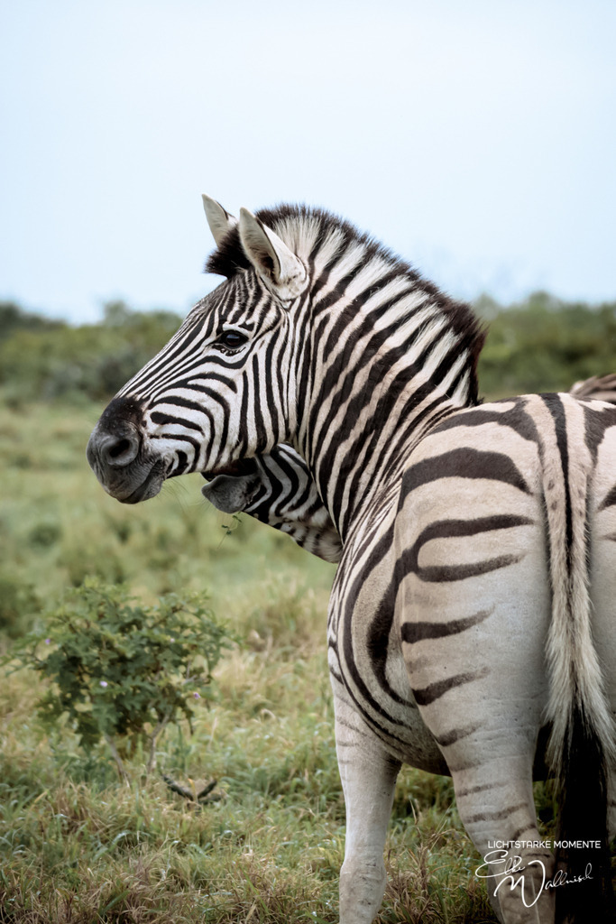 20231010-063757 SOUTHAFRIKA_-1 | Herzlich willkommen auf meiner Seite! Ich bin Elke Wallnisch, Deine Fotografin für lichtstarke Momente. Der Name steht für alles, was mich mit der Fotografie verbindet: Das Licht und seine machtvolle Wirkung auf eine Situation oder unsere Stimmung - Realisiert mit Pictrs.com