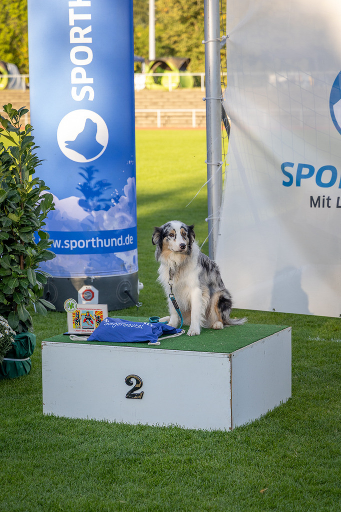 Pfotenfotografie_DV3A4591-2 | Hundefotografie, Tierfotograf, Pfotenfotografie, Fotoshooting Hund, Hunde Portrait, Hundesport, Hundeportraits, Heideshooting, Hunde, Sportfotograf, Hundefotograf, Turnierhundsport, THS,  - Realisiert mit Pictrs.com