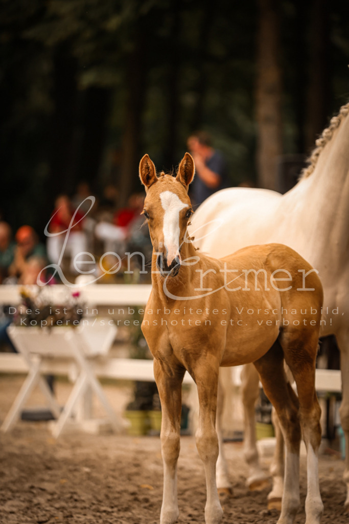 SaPA00254 | Leoni Ertmer Photography - Realisiert mit Pictrs.com