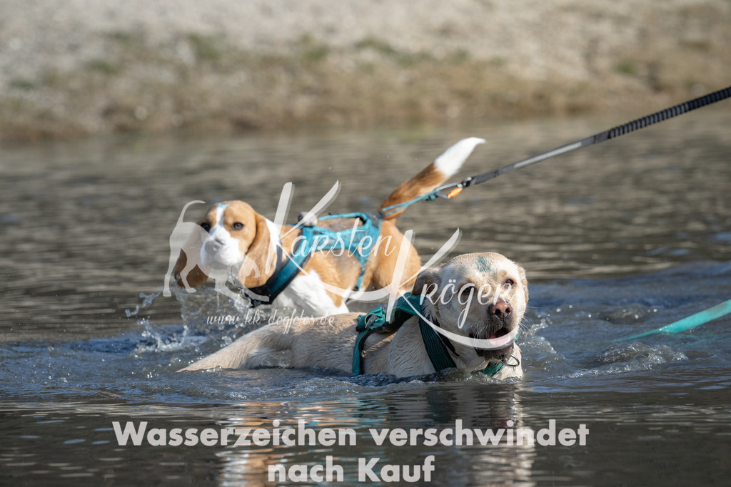 1341_ZZ97820 | kk-dogfotos