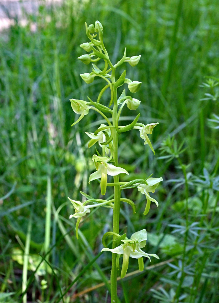 GrünlicheWaldhyazinthe02h-5 | lucisnaturbilder - Realisiert mit Pictrs.com
