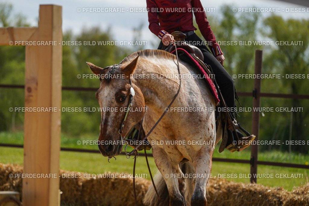 DSC04375 | Pferdegrafie