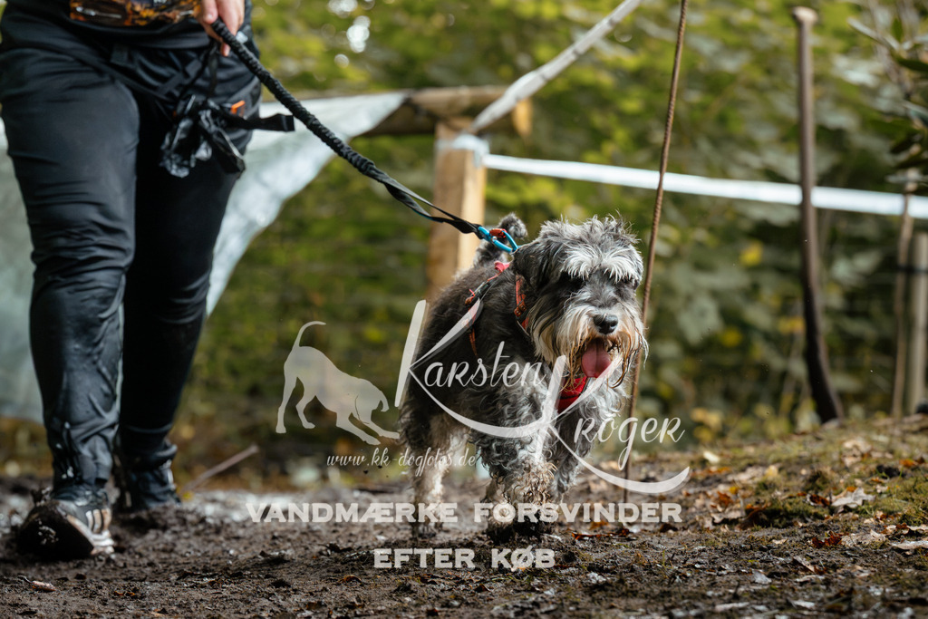 1435DZ6_3036Z6 | kk-dogfotos