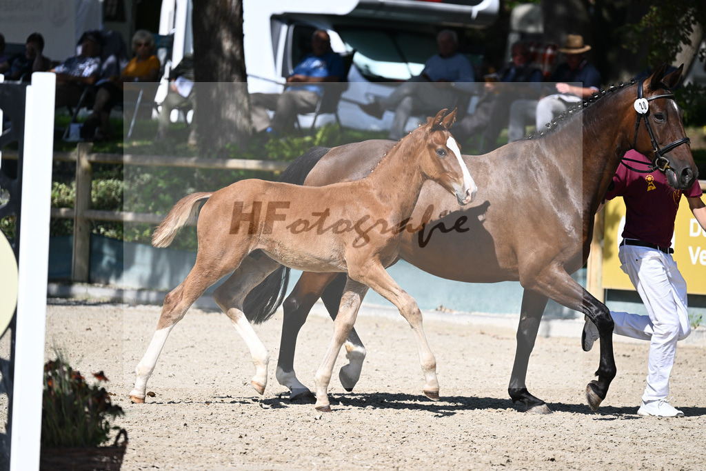 Praesentation Auktionsfohlen_36230216 | hf-fotografie - Realisiert mit Pictrs.com
