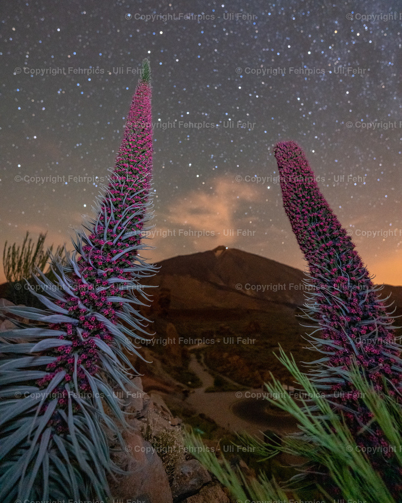 The Guardians of Mt. Teide | TwoTajinaste framing Mt Teide in the back - Realisiert mit Pictrs.com
