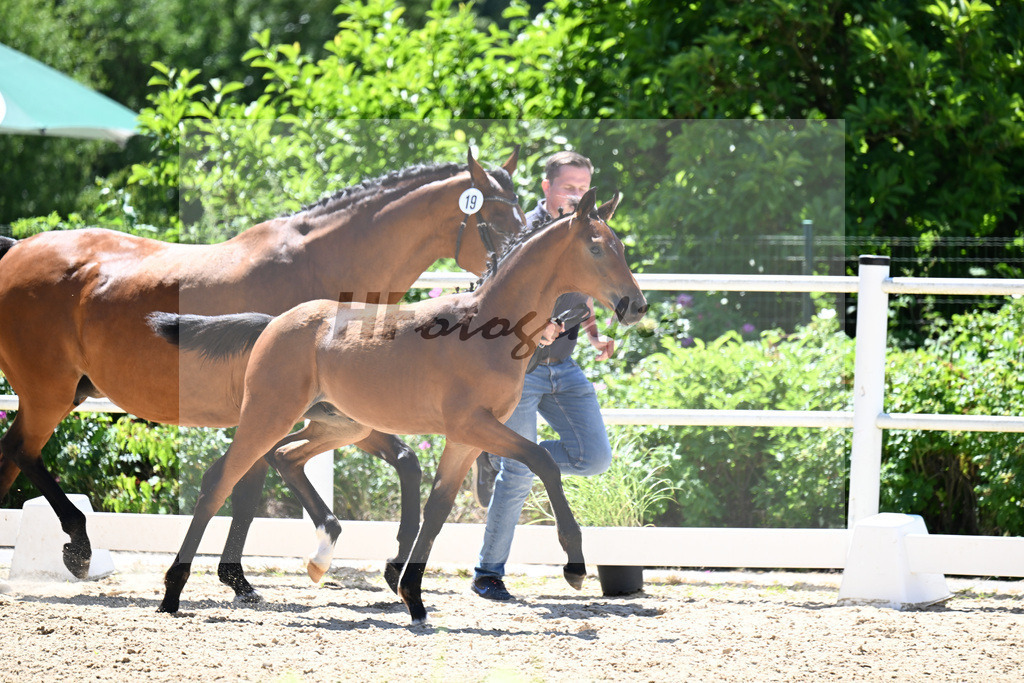 Kat-Nr. 19 For Romance I x Don Romantic_HF_Zuchhold_20250962 | hf-fotografie - Realisiert mit Pictrs.com