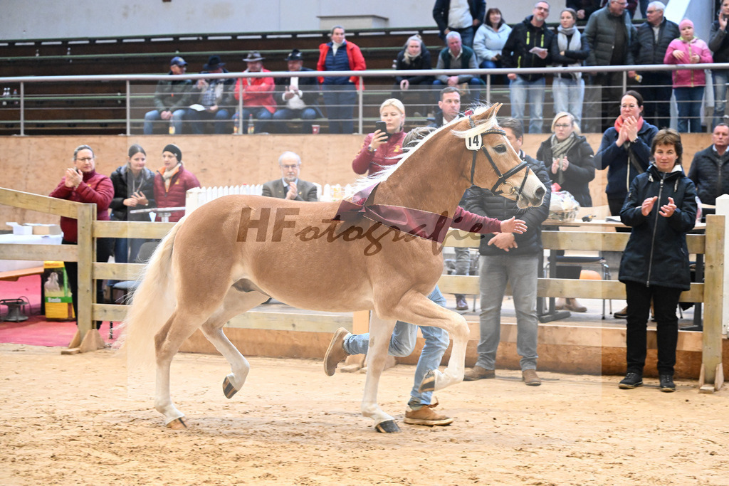 Kat-Nr. 14 Stefano Amore v. Steingold_Bachmann_48251783 | hf-fotografie - Realisiert mit Pictrs.com