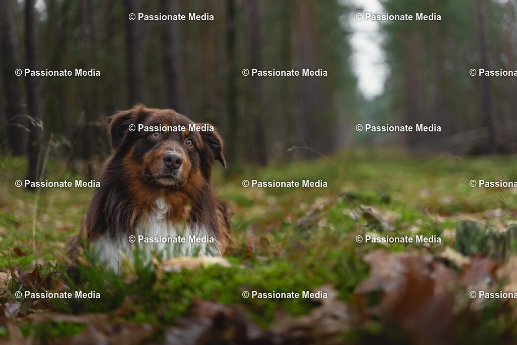 _DSC9637oL | Passionate Media, dein Fotograf aus Brandenburg, Märkisch Oderland, im Bereich Motorsport, Autos und Motorräder sowie Events und auch Hunde. Shootings oder auch Eventbegleitungen können bei mir gebucht we