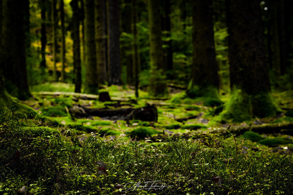 Spessart | Entdecken Sie die faszinierende Welt von Alexander Tschuncky Arts: Kreative Fotografie, atemberaubende Automobilkunst und hochwertiger Bilderdruck. Lassen Sie sich inspirieren! - Realisiert mit Pictrs.com