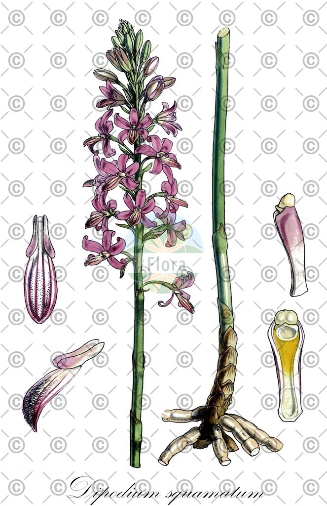 HistAbb_wfo-0000650879_1_ENZY_Simple | Historische Abbildung von Dipodium squamatum - Orchidaceae | Historical Illustration of Dipodium squamatum - Orchidaceae