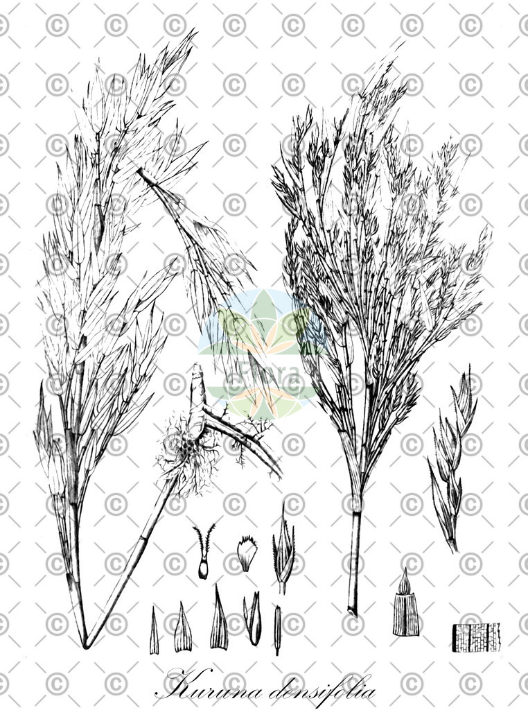 HistAbb_wfo-0000221642_1_ENZY_Simple | Historische Abbildung von Kuruna densifolia - Poaceae | Historical Illustration of Kuruna densifolia - Poaceae