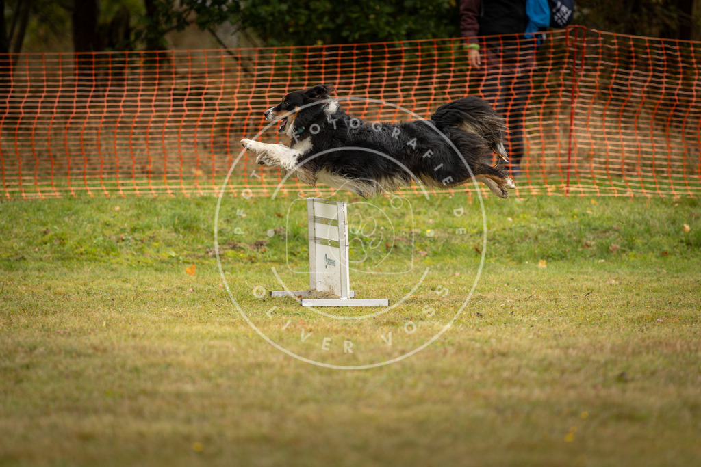 Pfotenfotografie_DV3A2606 | Hundefotografie, Tierfotograf, Pfotenfotografie, Fotoshooting Hund, Hunde Portrait, Hundesport, Hundeportraits, Heideshooting, Hunde, Sportfotograf, Hundefotograf, Turnierhundsport, THS,  - Realisiert mit Pictrs.com