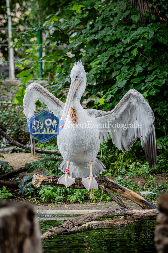 IMG_5841 | SportEventFotografie - Roman Stoiber