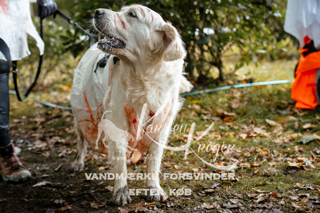 1429DZ6_2564Z6 | kk-dogfotos