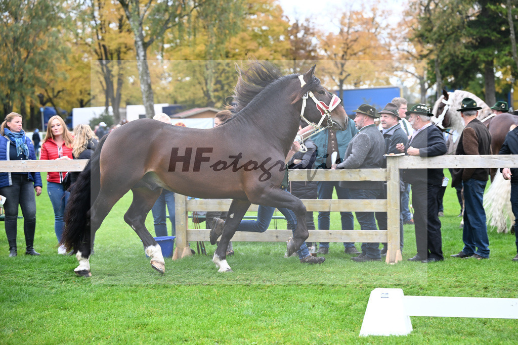 Kat-Nr. 15 Rubino III W v. Rivero_Fritzmeier_41250414 | hf-fotografie - Realizzato con Pictrs.com