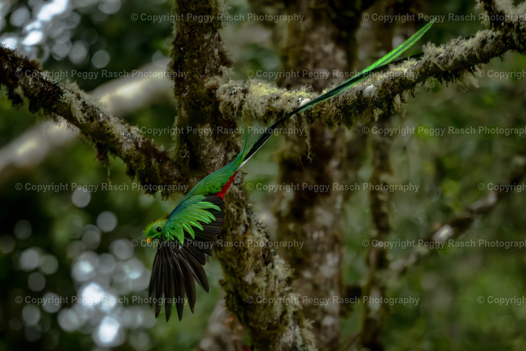 Quetzal  (1) | PeggyRaschPhotography - Realisiert mit Pictrs.com