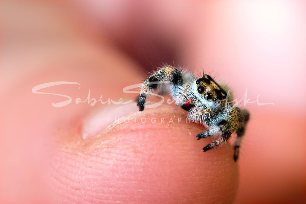 Gucci_23-04-232023_04_23_DSCF1962 | People- und Tierfotografie, Imageaufnahmen, Veranstaltungsfotografie und Wandbilder aus der Natur ★ Made in Germany ✔️ Druck + Downloads ✔️ Naturfotografie in Top Qualität ★ schneller Versand, weltweite Lieferung! - Realisiert mit Pictrs.com