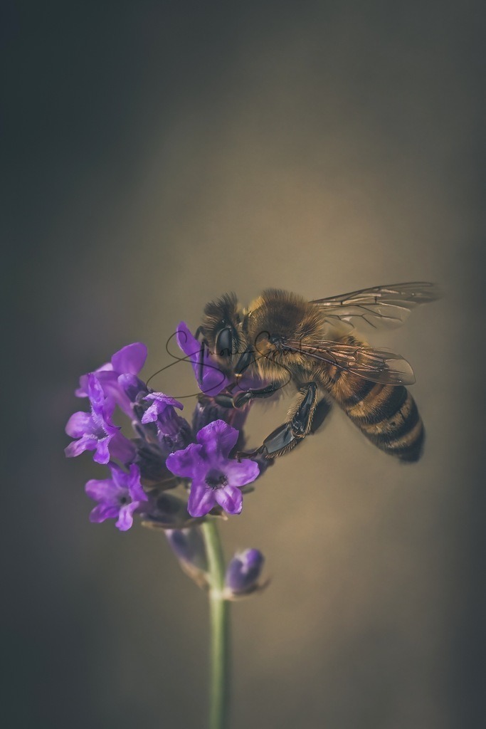Biene auf Lavendelblüte | Simone Sperber, svb-photography,Fotografin,Bilddesignerin,Naturfotografie,Macrofotografie,Tierfotografie,Wildtierfotografie,Ausstellungen,Auftragsfotografie,Kunst,Art,Photographer,Shootings,Bildberatbeitung,Galerie,Shop