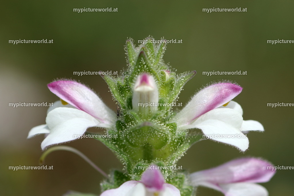 Bunte Bellardie-003 | Das Bilderarchiv über Tiere, Planzen und Landschaften. In der Bilddatenbank finden Sie ein große Auswahl an hochwertigen Bilder für Ihre Werbung - Realized with Pictrs.com