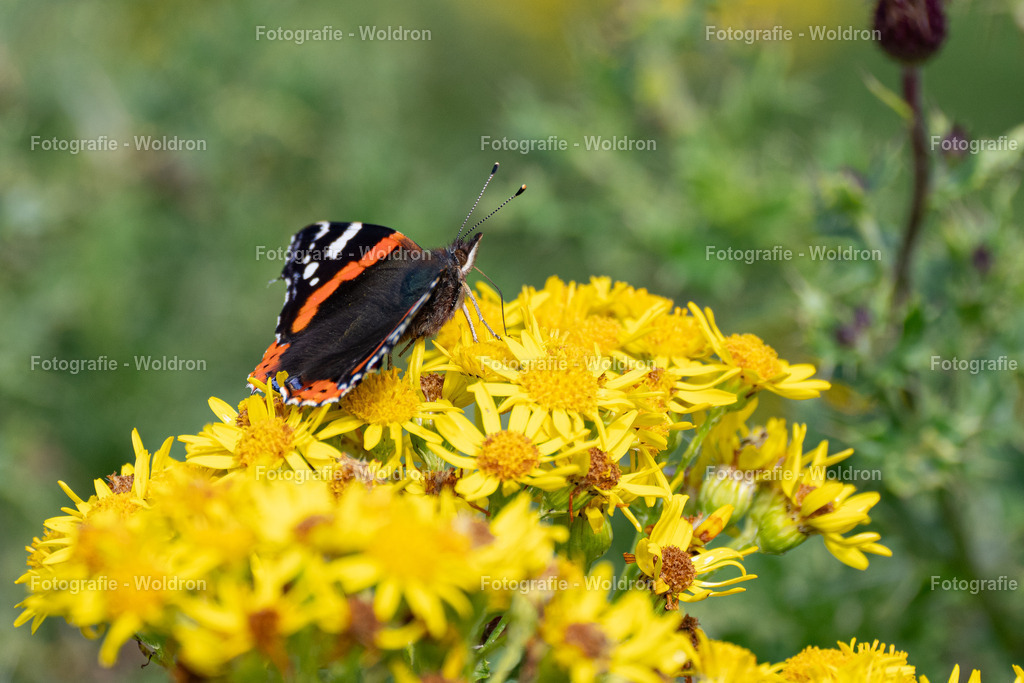 20230815 Isle of Sky - St.Andrews - Dundee-114 | Fotografie Woldron