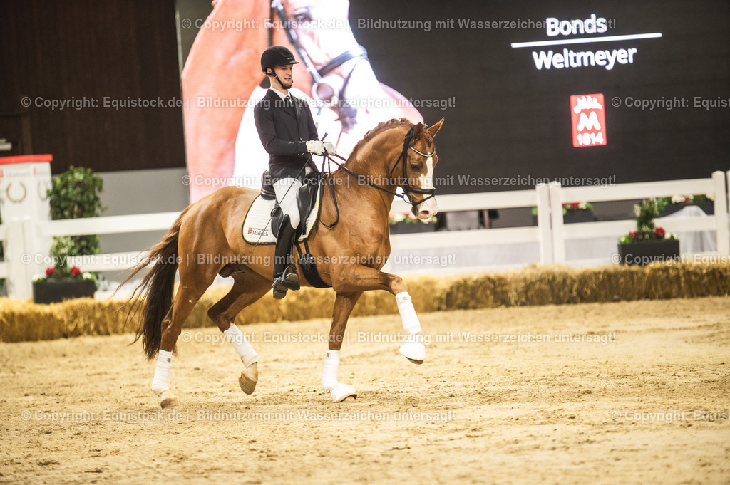 20240302_Hengstvorstellung_Marbach_TOMsPiC_0581 | equistock