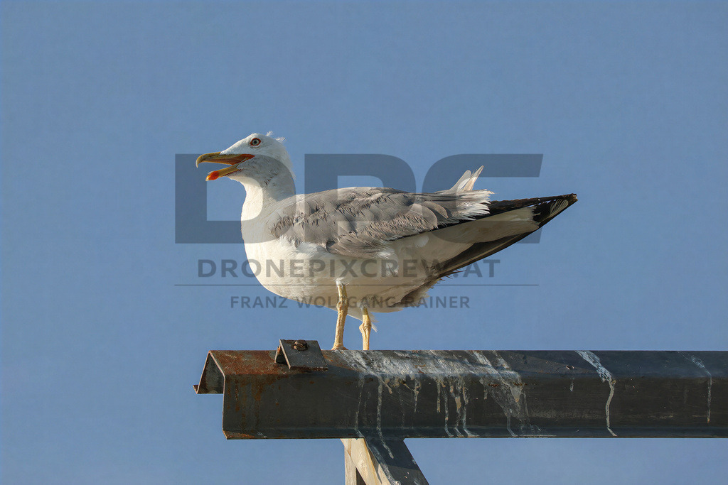 Yellow-legged Gull (Larus michahellis) | Yellow-legged Gull (Larus michahellis), a large gull species commonly found along Mediterranean coasts, rocky shorelines, harbours and coastal areas. - Realisiert mit Pictrs.com