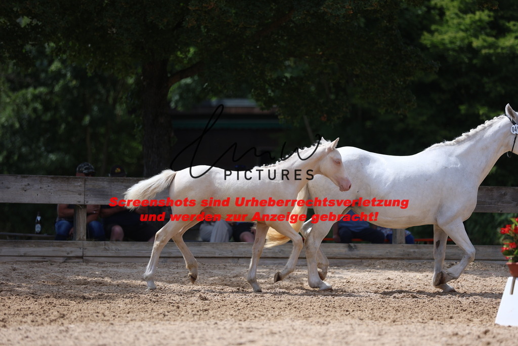 Fohlenschau_Schwäbisch_Hall_Ponys_KN 41_2 | lmwpictures - Realisiert mit Pictrs.com