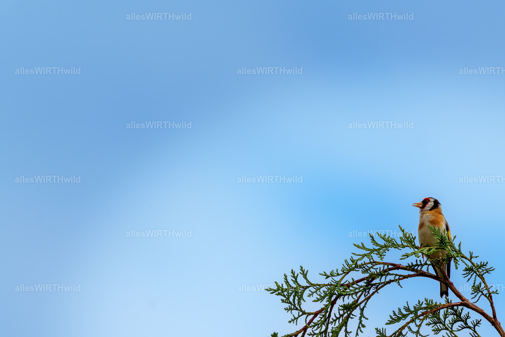 Daniel Wirth - www.allesWIRTHwild.de - Harz - 7IV08446 | Entdecke die faszinierende Welt der Natur- und Wildlife-Fotografie von Daniel und Bärbel. Inspirierende Bilder von wilden Tieren und kleinen Naturwundern.