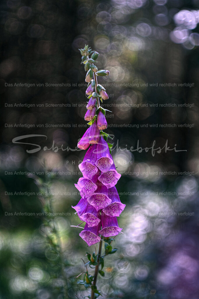 Wandbild Fingerhut "Im Märchenwald" | People- und Tierfotografie, Imageaufnahmen, Veranstaltungsfotografie und Wandbilder aus der Natur ★ Made in Germany ✔️ Druck + Downloads ✔️ Naturfotografie in Top Qualität ★ schneller Versand, weltweite Lieferung! - Realisiert mit Pictrs.com