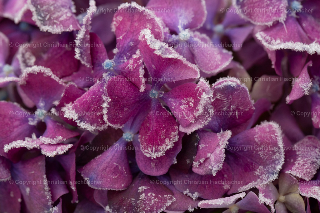 Fotos_Copyright_Chri_Fischbacher_Druck-161 | Bildershop Chri Fischbacher - Realisiert mit Pictrs.com