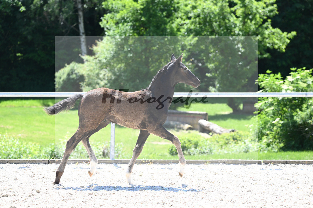 Kat-Nr. 20 HF Dimaggio Black_Haller_16230510 | hf-fotografie - Realizzato con Pictrs.com